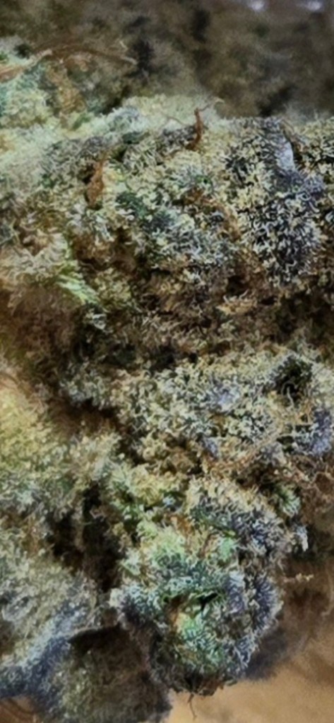 Truffle T closeup, used for the background on the first Bill's bud Blog sticker