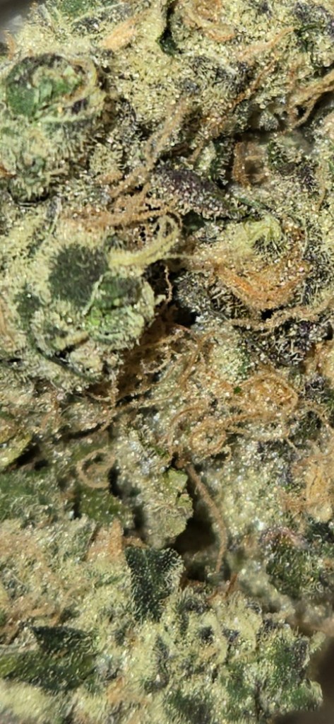 Close-up view of Thai Kush from King City Gardens