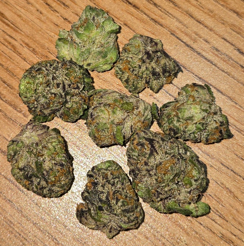 Belushi Farm's Caddie Rainbowz