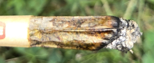 Buckeye Sour Larry Cross raw pre-roll 1 gram