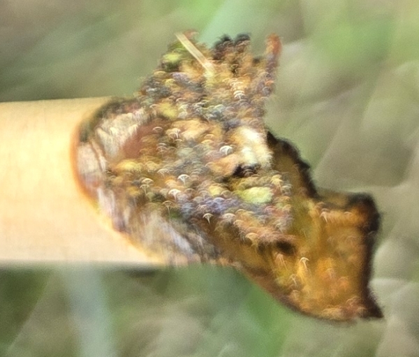 Buckeye Sour Larry Cross raw pre-roll 1 gram