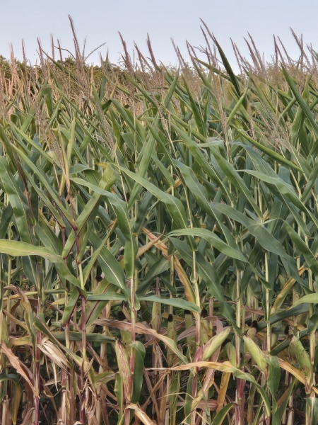 Back to the cornfield