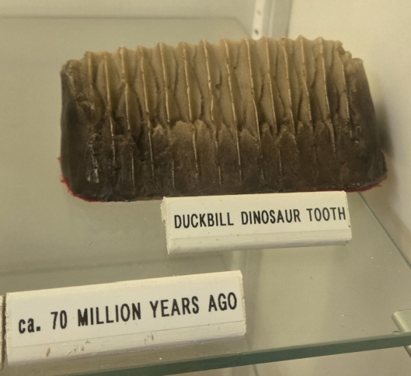 Duckbill dinosaur tooth