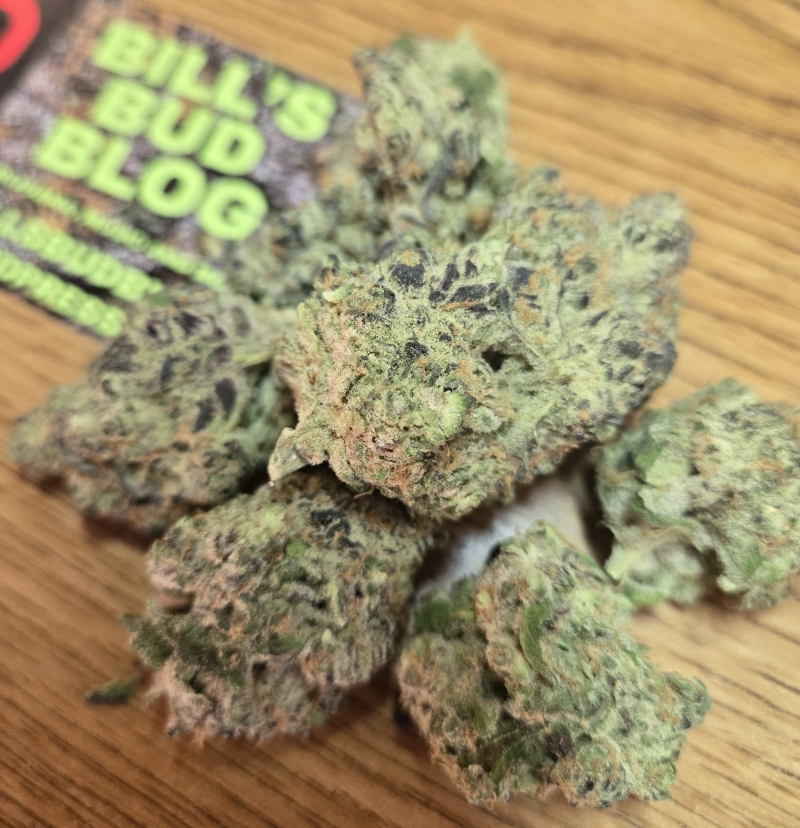 Paragon Buckeye Purple