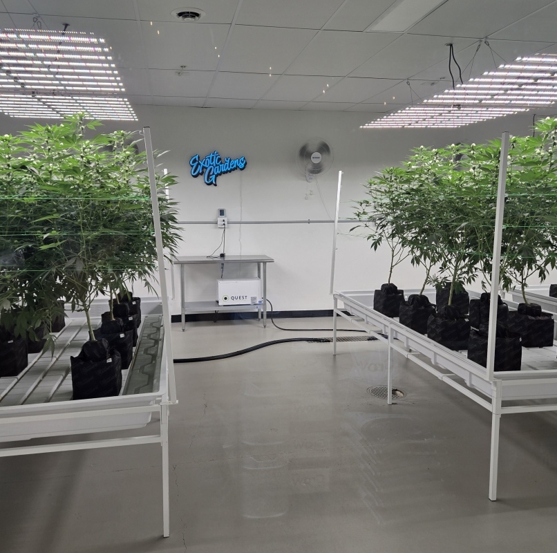 Hemp plants at Exotic Gardens