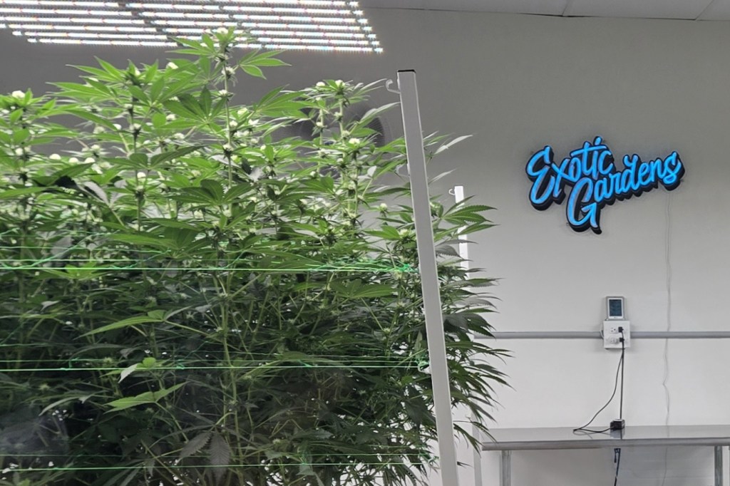 Hemp plants at Exotic Gardens