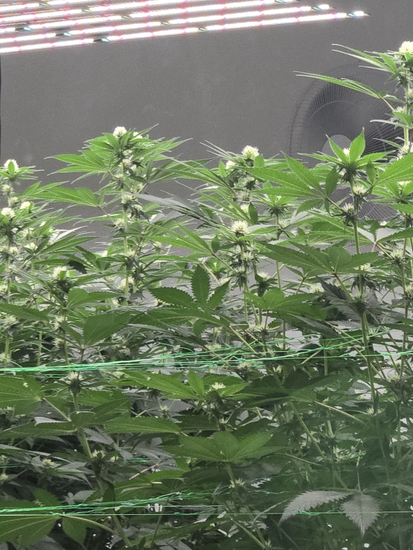 Hemp plants at Exotic Gardens