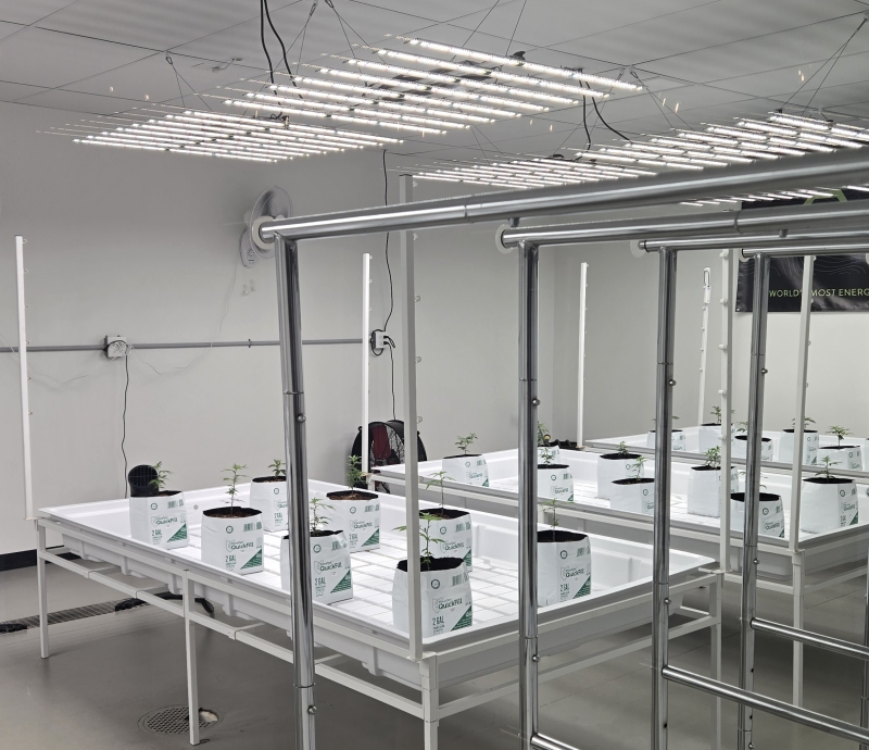 Hemp plants at Exotic Gardens