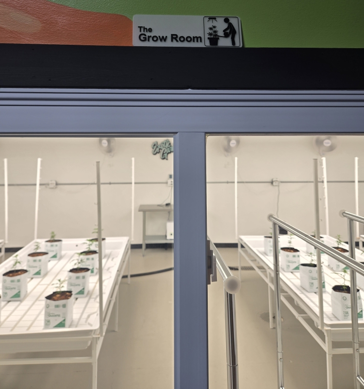 Hemp plants at Exotic Gardens